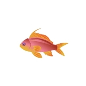 Anthia Goldfish